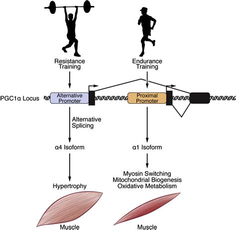 Making Muscle Or Mitochondria By Selective Splicing Of Pgc 1α Cell