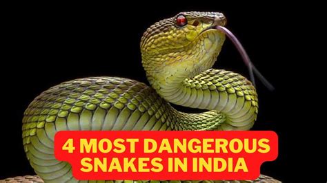 Most Dangerous Snakes In India Youtube