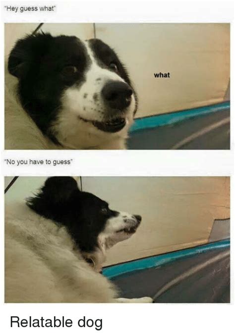 Hey Guess What No You Have To Guess What Relatable Dog Meme On Meme