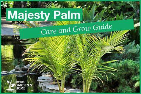 Majesty Palm Plant Care And Grow Guide Smart Garden And Home