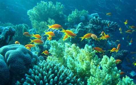 Nature, sea, underwater, water, world, 6000x4032, 171798. Underwater Egypt sea ocean fishes coral tropical wallpaper ...