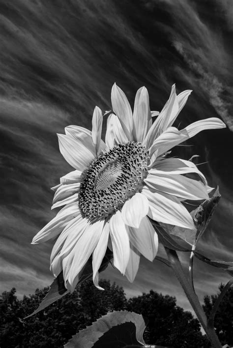 Bouquets with flowers and fruits. Black and White - Sunflower