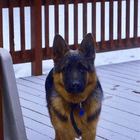Every german shepherd puppy is socialized and neurologically stimulated from day one, giving them the ideal temperament as a loving family pet, personal protection dog, or superior service dog. German Shepherd Puppies For Sale | Westfield, MA #288562