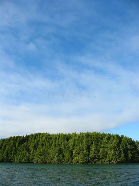 Green Trees Blue Sky Stock Photo Image Of Logging Trees 1047678