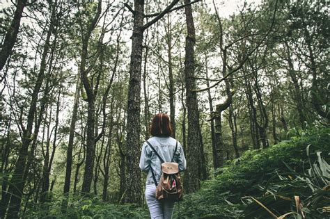 무료 이미지 숲 황야 보행 사람 여자 꼬리 가을 모험 배낭 휴양 환경 밀림 옥외 열대 우림 방랑벽 삼림지 서식지 생태계 나무 줄기 성인