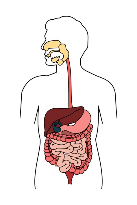 Digestive System Organs Diagram Quizlet