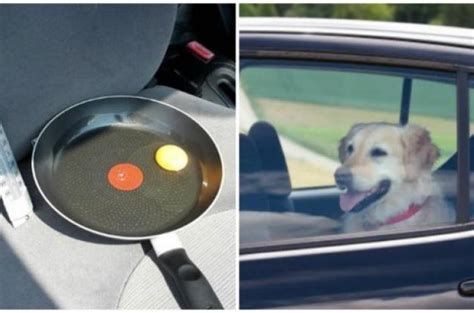 Να γιατί δεν πρέπει να αφήνετε τον σκύλο σας σε αμάξι καλοκαίρι Offsite