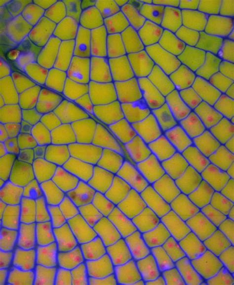 Maybe you would like to learn more about one of these? Real Plant Cell Under Microscope Plant Cells Under ...