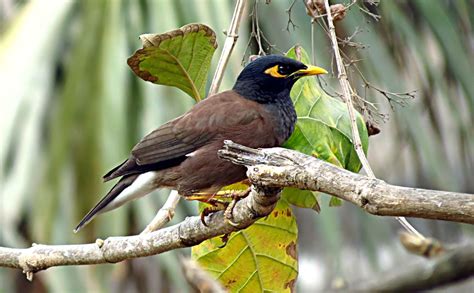 Common Mayna We Usually Called It Shalik Pakhi Animals Birds Bird