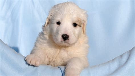 Great Pyrenees Lab Mix A Complete Guide To The Pyrador Dog Breed