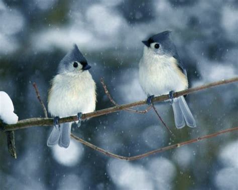 Winter Birds Wallpaper Wallpapersafari