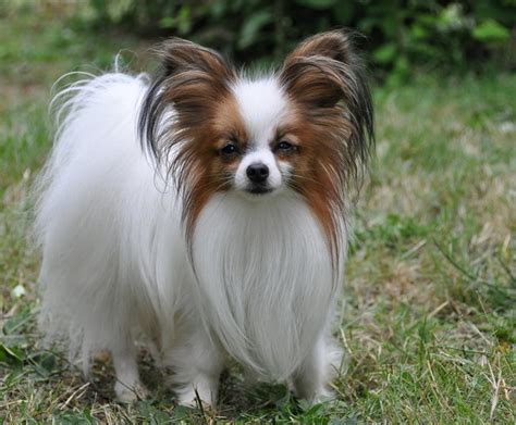 The quick, curious papillon is a toy dog of singular beauty and upbeat athleticism. Papillon Dog Info, Temperament, Lifespan, Shedding, Puppies, Pictures