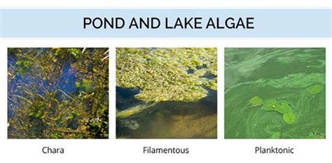 Algae And Weeds In Ponds And Lakes