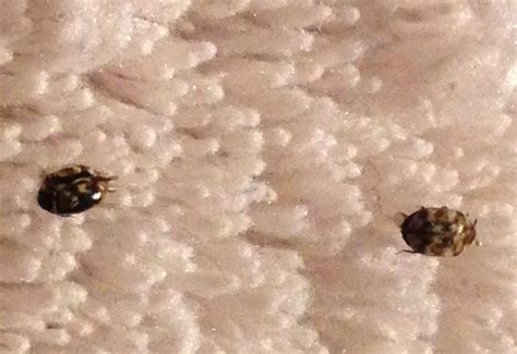Carpet Beetles Whats That Bug