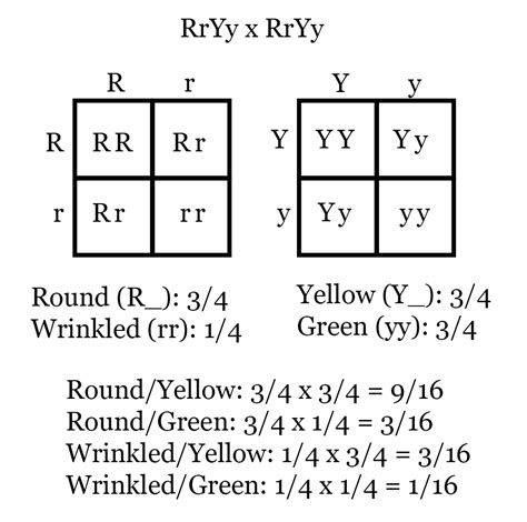 An example of a punnett square for pea plants is shown in. Independent assortment, linked genes, and recombination
