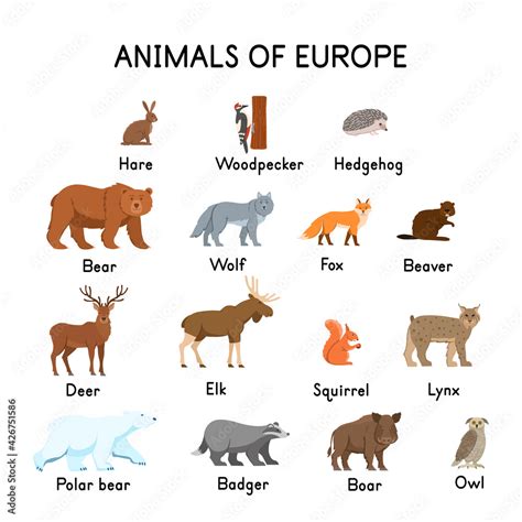 Animals Of Europe Hare Woodpecker Hedgehog Bear Wolf Fox Beaver