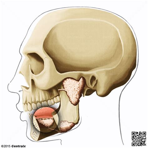 Glándula Sublingual Atlas De Anatomía Del Cuerpo Humano Centralx