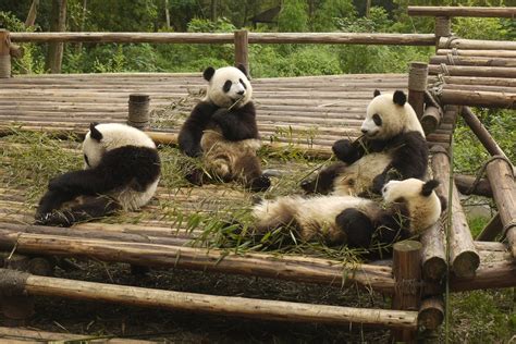 Best Time To See Giant Pandas In China 2024 When To See Roveme