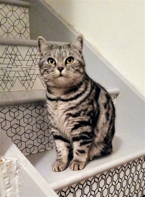 5 Year Old Bsh Silver Tabby Female Cat Needs Loving New Home Due To