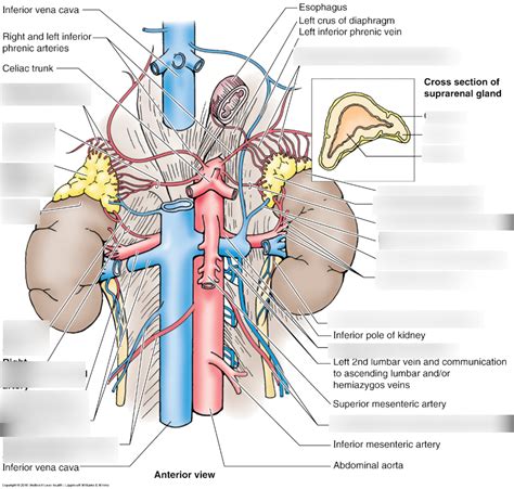 Suprarenal Glands Adrenal Diagram Quizlet