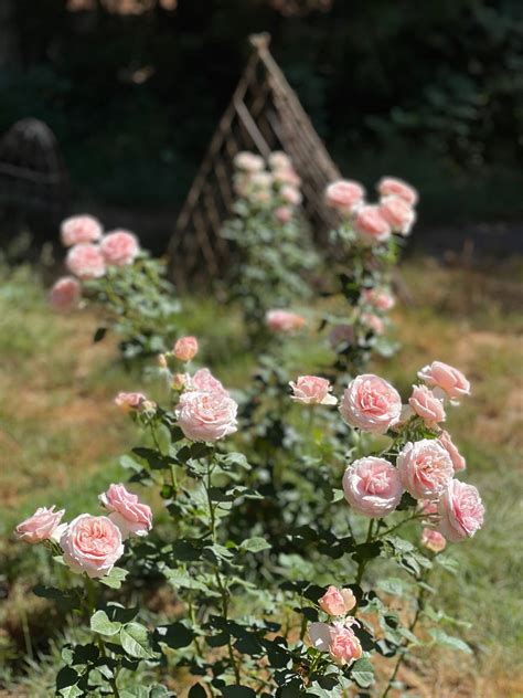 All About Our Cottage Garden Roses French Country Cottage