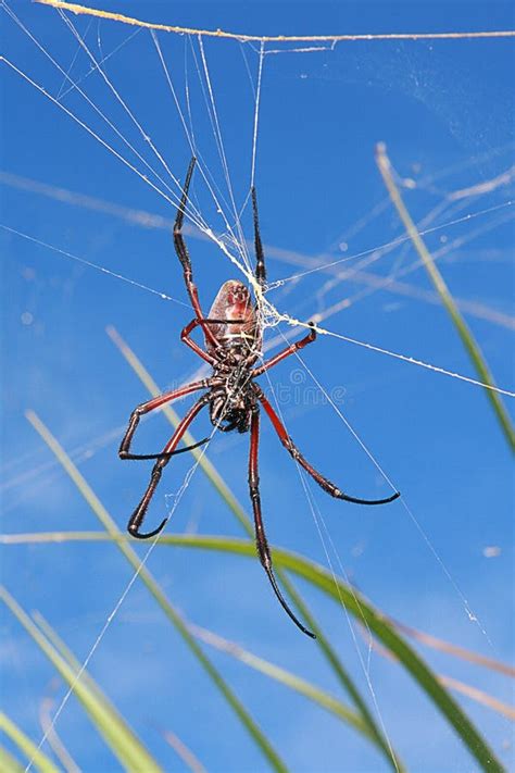 Reddish Brown Spider Against Blue Sky Stock Image Image Of Fauna