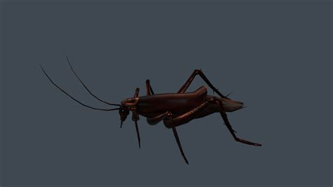D Model Realistic Cockroach Turbosquid My Xxx Hot Girl