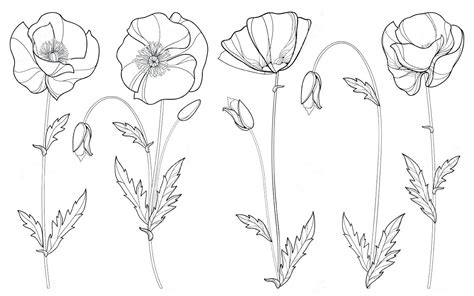 22 Poppy Outline Printable Free Coloring Pages