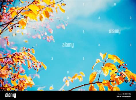 Bright Blue Sky Tree Hi Res Stock Photography And Images Alamy
