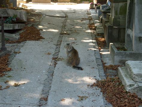The cat & the exercise bikeages ago1 replies. Cat in the Montmartre Cemetery | Cemetery, Cats, Animals