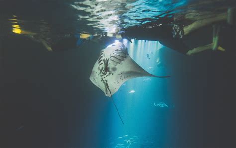 Manta Ray Night Snorkel Kona Ivylokasin