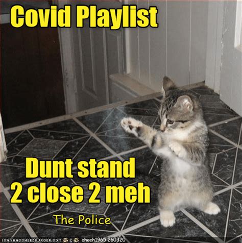 No legal requirement to show jab status at large events. Covid Playlist - Lolcats - lol | cat memes | funny cats ...