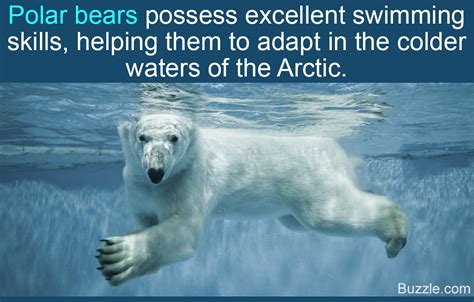 Fiercely Interesting Facts About Polar Bears