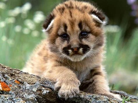 Baby Cubs Bing Images With Images Cute Animals Cute Baby Animals