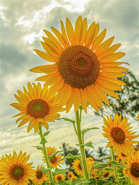 8 different types of sunflowers