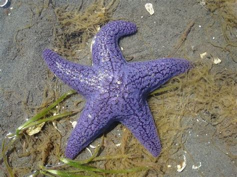 Purple Starfish Purple Starfish Purple Royal Colors