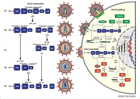 HIV Gag Polyprotein Processing And Early Viral Particle Assembly