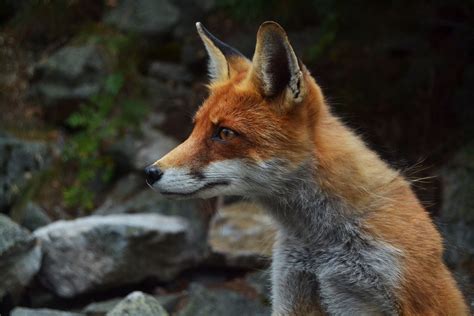 Free Images Rock Animal Wildlife Fauna Red Fox Vertebrate Dog