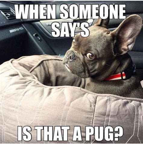 39 Best Images French Bulldog Muzzle Meme 86 Best Bulldog Memes
