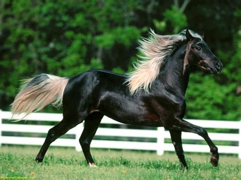 Caballo Pura Sangre Most Beautiful Horses Horses Beautiful Horses