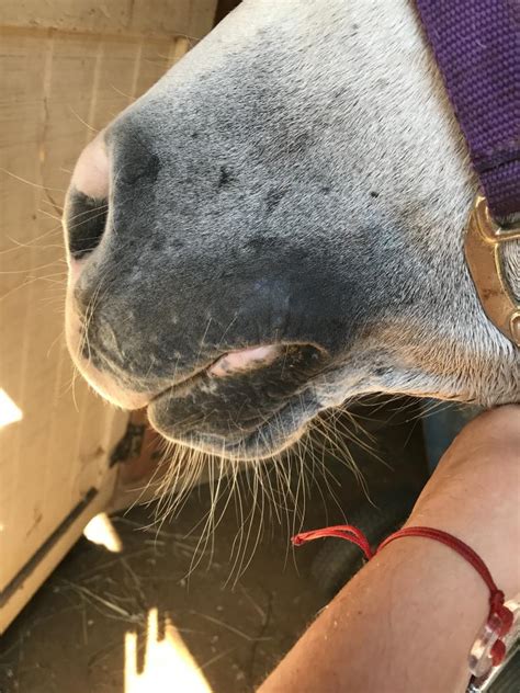Weird Looking Lip After Ride The Horse Forum