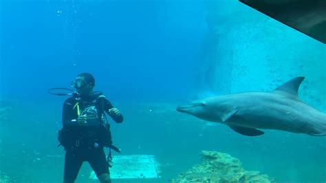 Dolphin Show Sea Aquarium Resorts World Sentosa