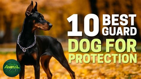 10 Best Dog Breeds For Protection Salssepticservice