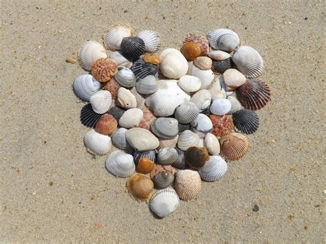 Heart Made Of Shells