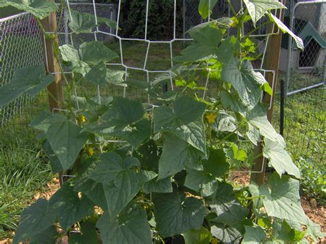 How To Build A Simple Cucumber Trellis Veggie Gardener