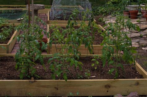 Trellising And Training Tomatoes — Under A Tin Roof™