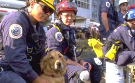 Last Surviving 911 Rescue Dog Gets Ny Birthday Party The Times Of Israel