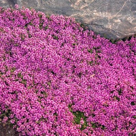 Red Creeping Thyme Great Garden Plants