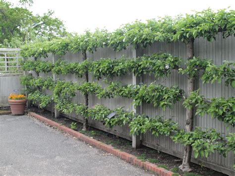 Creative Live Fence Plants Ideas To Block Street View Fruit Tree