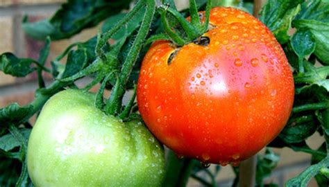 The Best Tomato Varieties To Grow Garden Guides